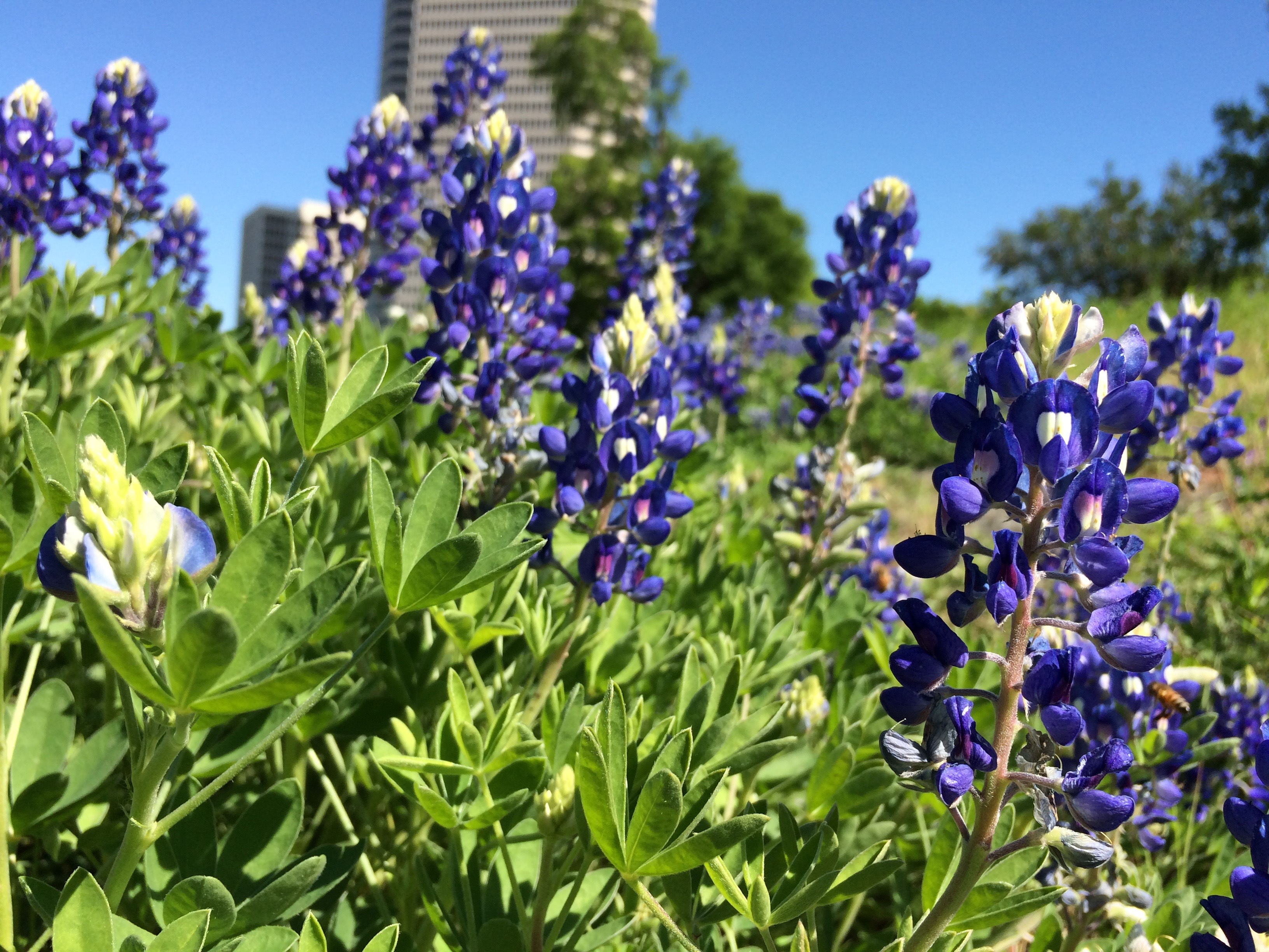 Las flores silvestres más exóticas de Texas - Univision 23 Dallas