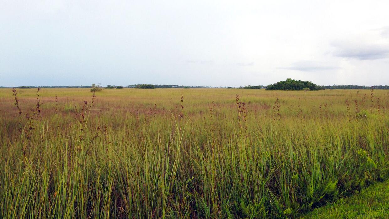 Plano, bajo y sobre roca firme porosa, el Sur de Florida es extremamente...