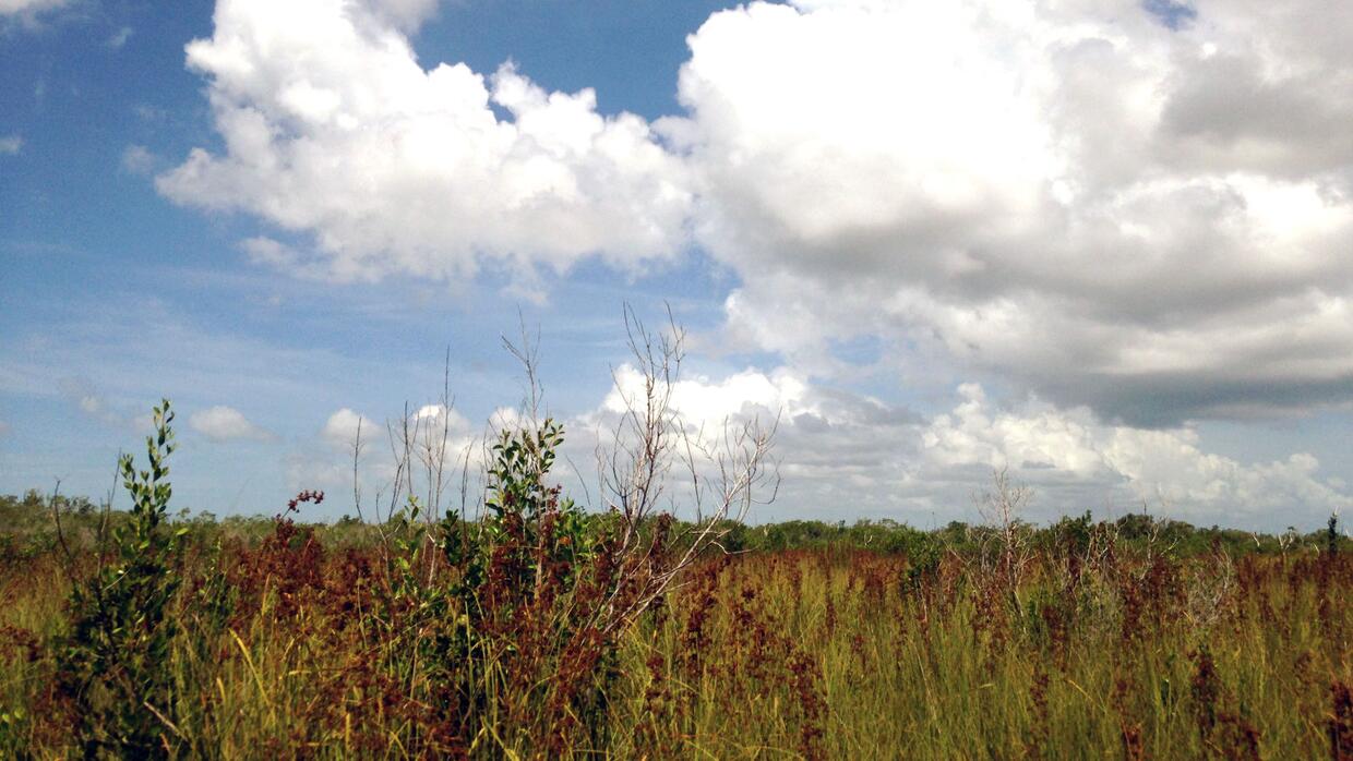 Un humedal de juncias en el sur del Parque Nacional Everglades (Todas l...