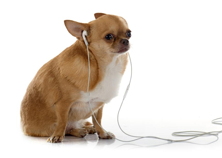 Música y perros