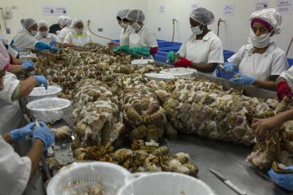 Así que le apuestan sobre todo a la langosta: cada buzo pesca un promedio de 10 libras al día, sin importar que algún día se vean afectados.
