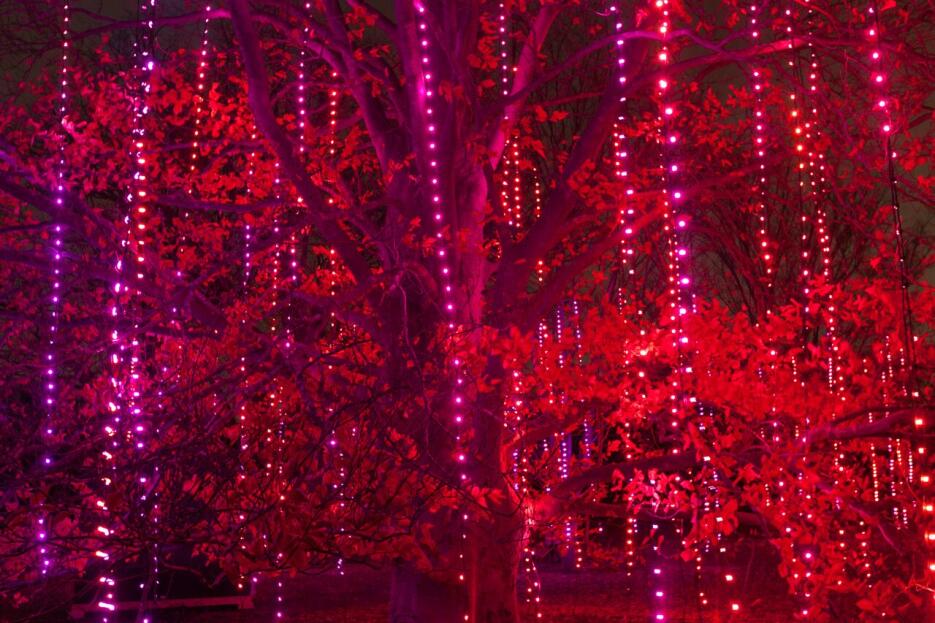 Morton Arboretum iluminado de Navidad