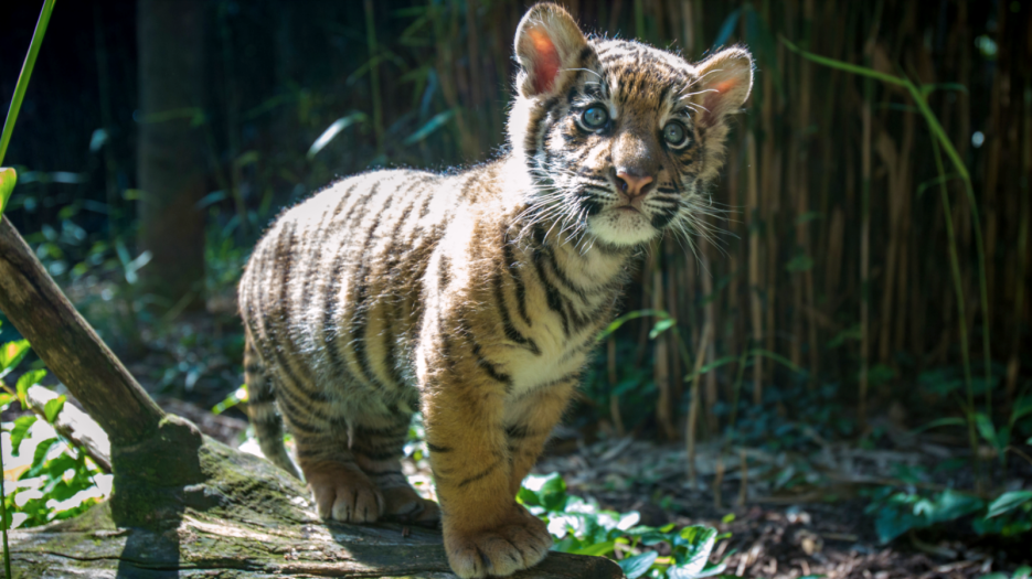 Tigre de Sumatra cachorro