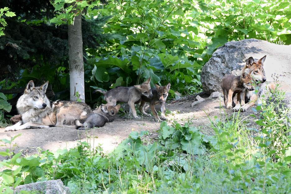 Lobos grises nacidos en cautiverio en el Brookfield Zoo de Chicago busca...
