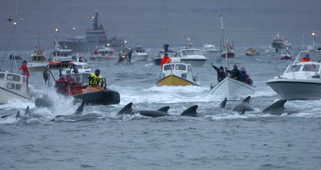 La matanza de ballenas en Dinamarca que reta con su rojo intenso a los a...