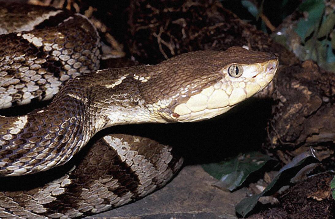 La serpiente 'cuatro narices' y su capacidad de dar a luz hasta a 80 crí...