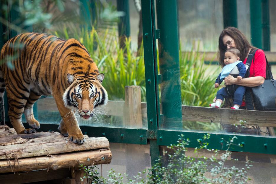 Berani, el nuevo tigre del zoológico de Houston