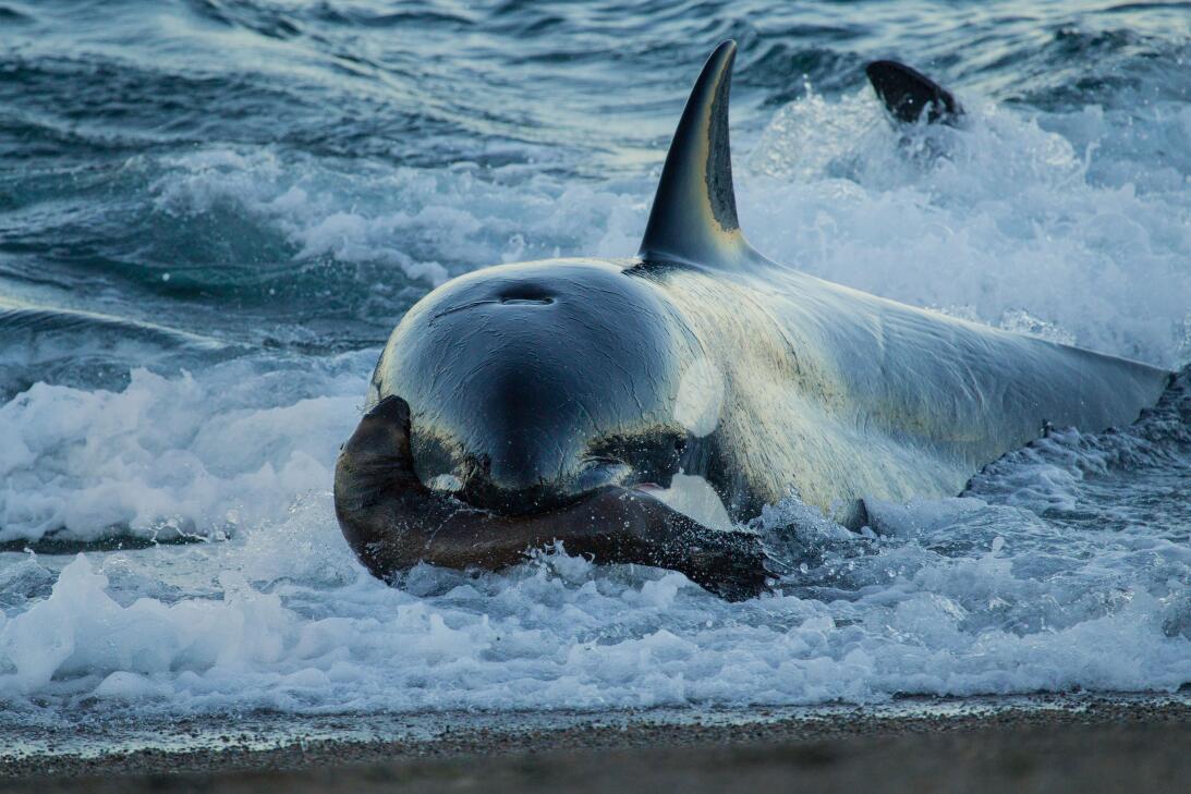 Así caza uno de los depredadores más poderosos del mundo: la ballena ase...