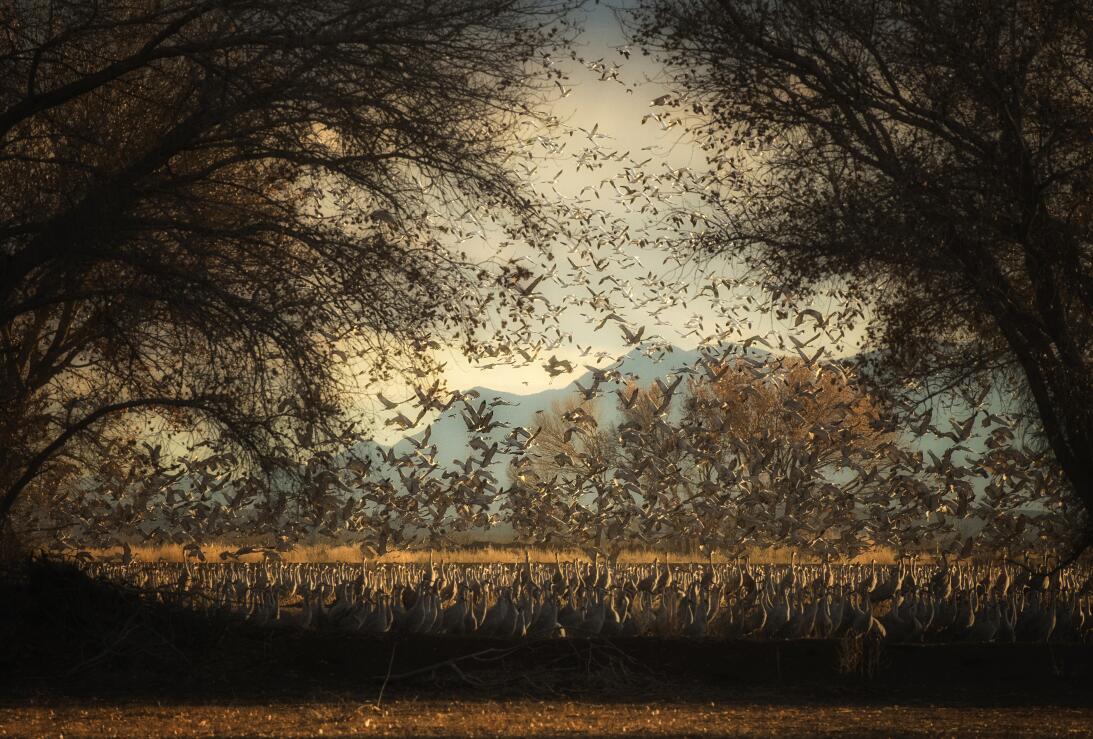 En fotos: el amor y la guerra en el mundo de las aves Sandhill_Cranes_an...