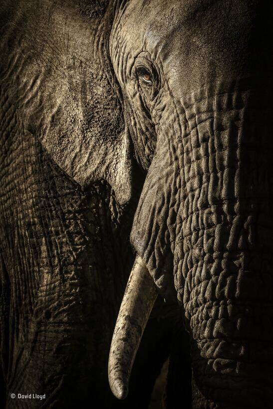 El poder de la matriarca. Retrato de una elefante al acercarse a un pozo...