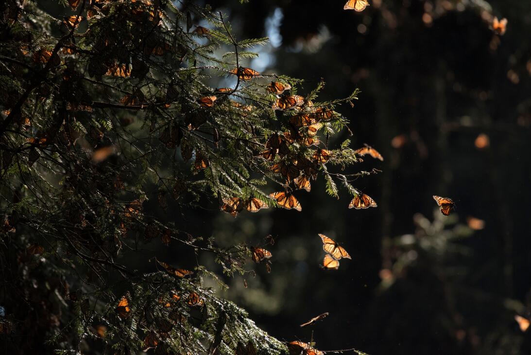 Menos mariposas monarcas llegaron este 2017 a México tras su migración a...