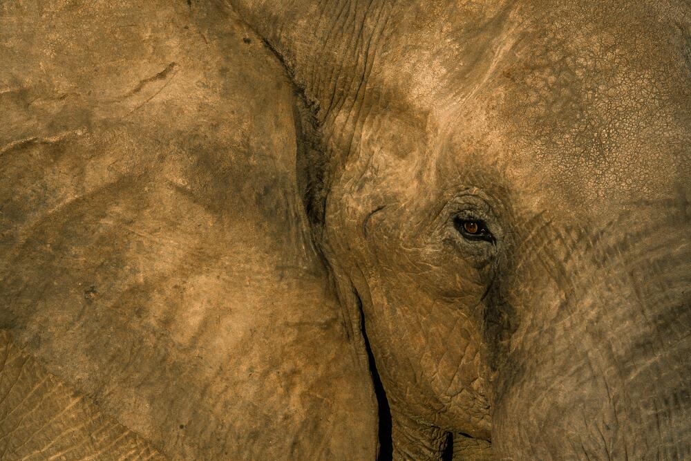En fotos: El lado más salvaje de África retratado por una fotógrafa bras...