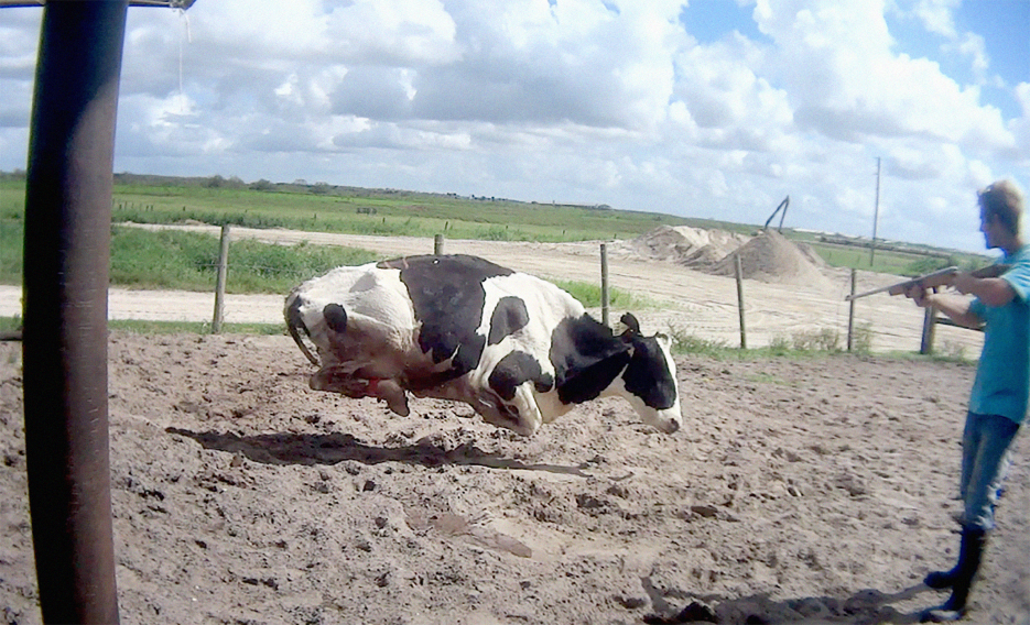 Maltrato vacas