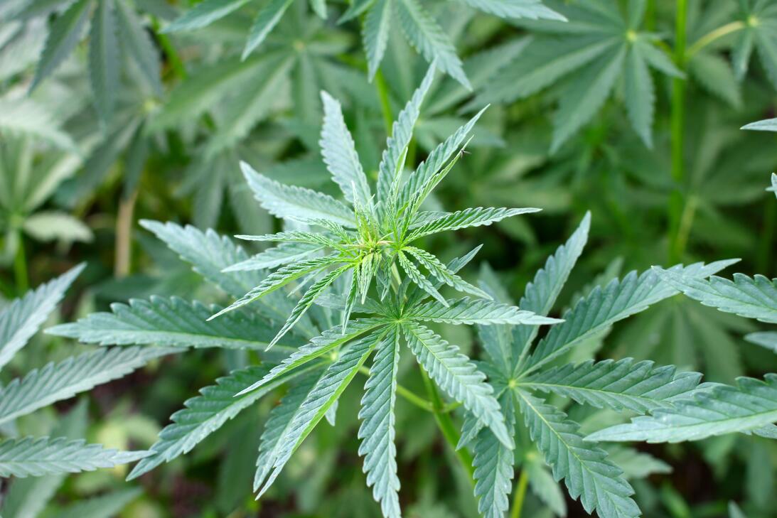 La sed del cannabis y 9 cosas que no sabías de esta hierba istock-178789...