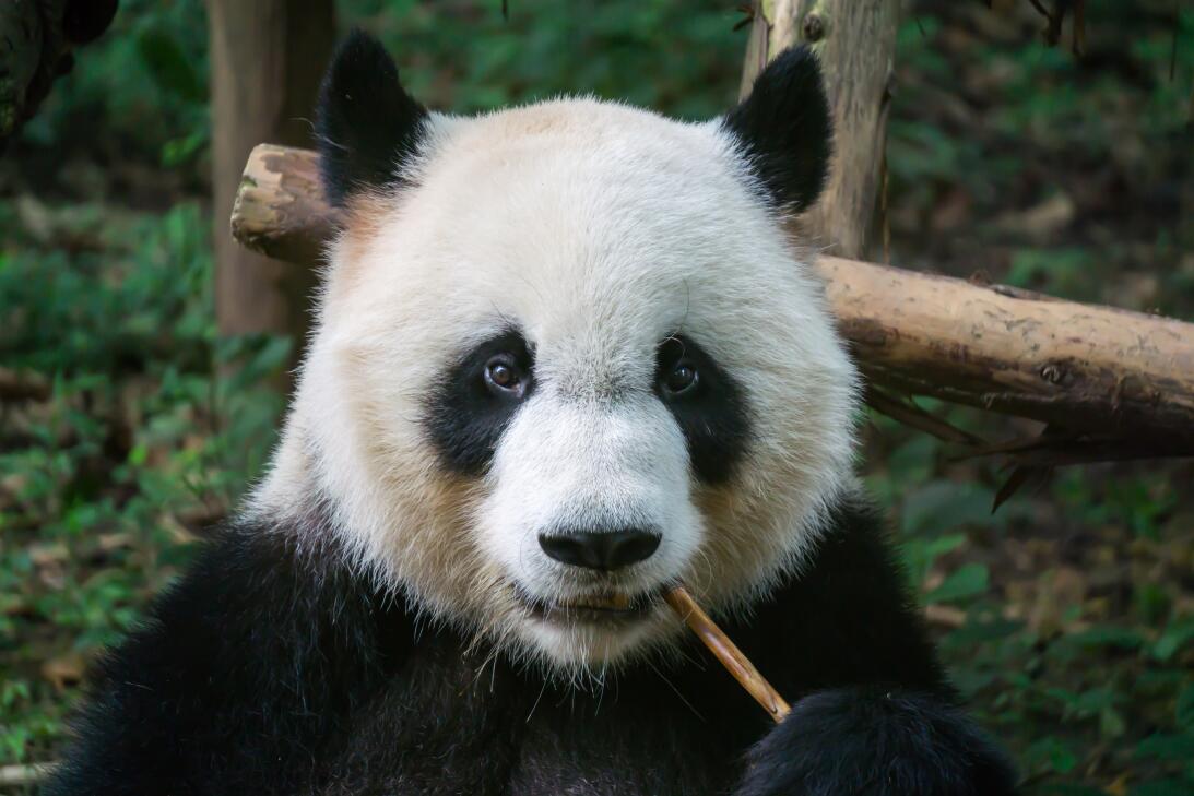 Para ‘el día más romántico’ del año, los pandas necesitan pornografía is...