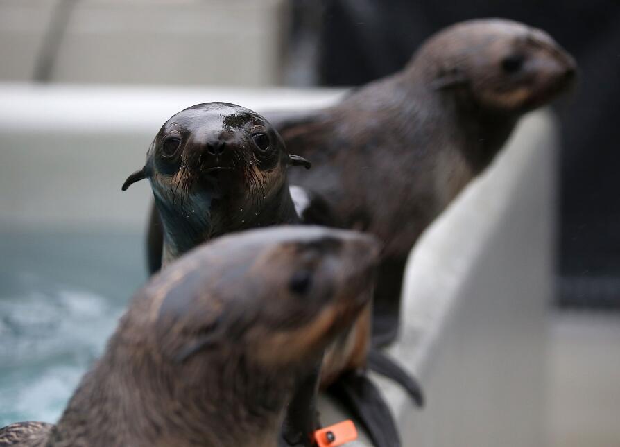 Un número récord de cachorros de lobos marinos han sido encontrados vara...