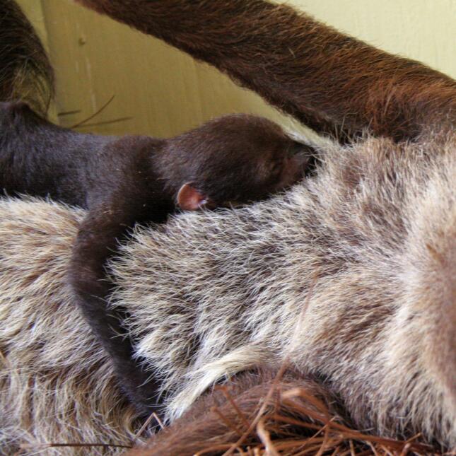 ¡Conoce al nuevo miembro de la familia de Jungle Island! Close up baby s...