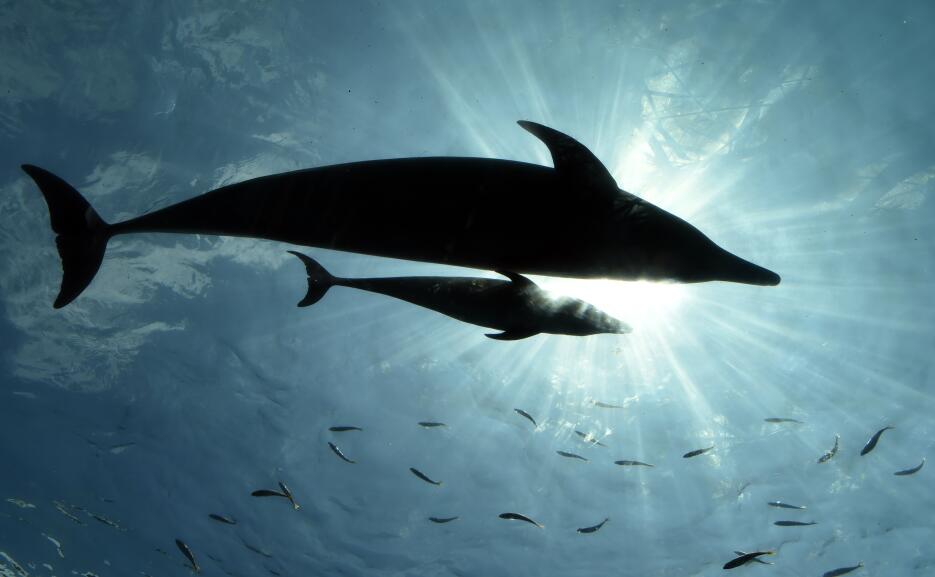 Cada setiembre empieza la temporada de captura de delfines en Japón Gett...