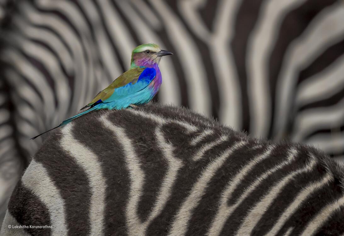 Un gorila abrazado a su rescatador y otras fotografías ganadoras del con...