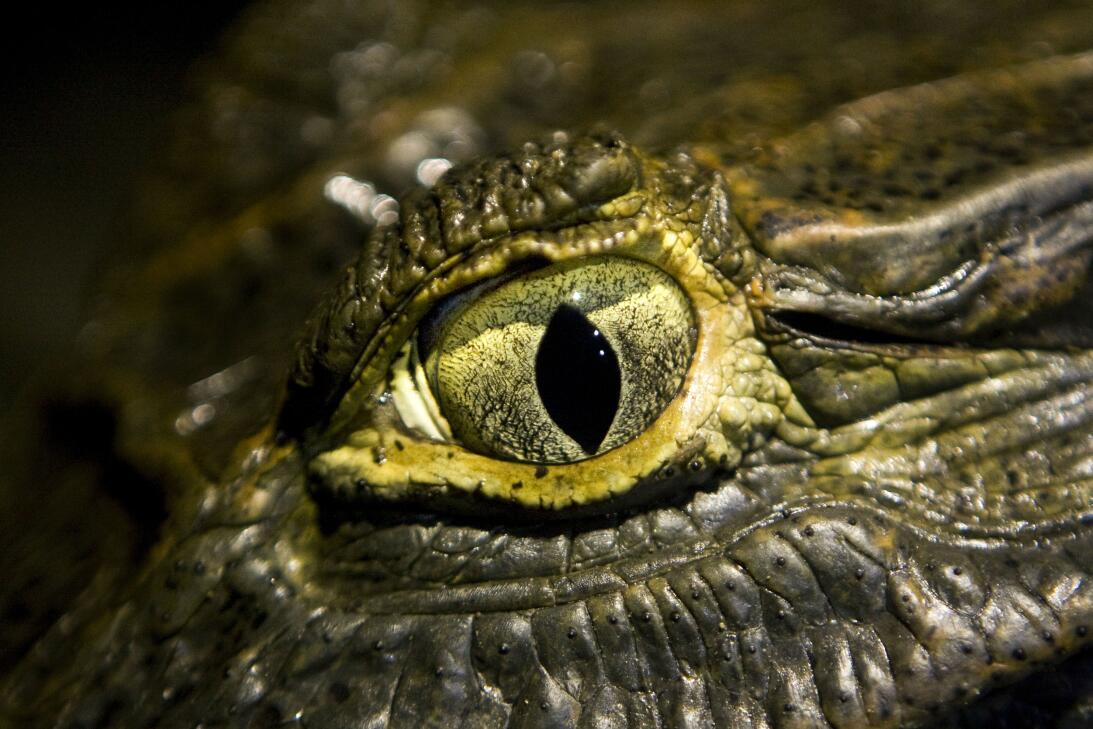 Las lágrimas de cocodrilo y otras curiosidades de uno de los animales má...