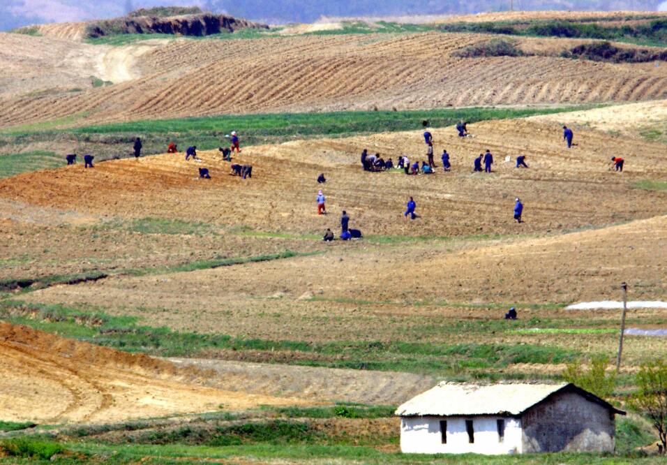 “No se servirá carne de perro en el recinto de los Juegos Olímpicos”: la...