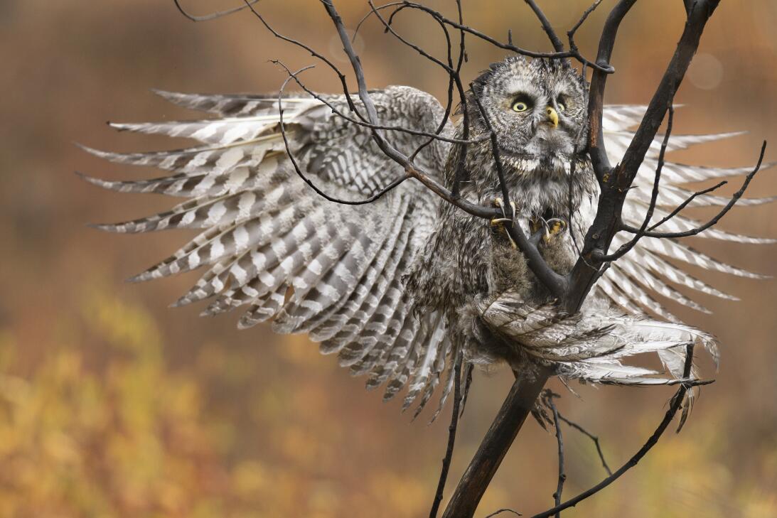 En fotos: el amor y la guerra en el mundo de las aves Great_Gray_Owl_Ste...