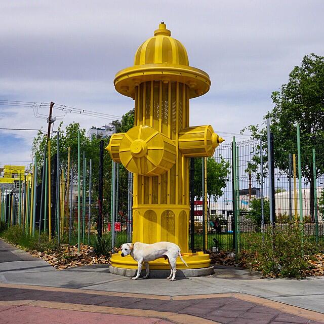 Le dan a Poh el mejor paseo de su vida