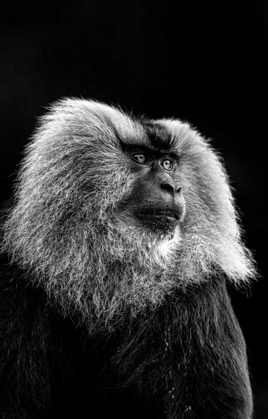 10 retratos para explorar el instinto animal en estado silvestre 2237-46...