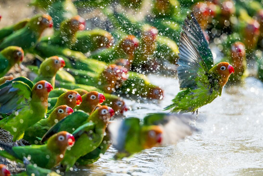 Estas son las mejores fotografías de vida silvestre que compiten por la...