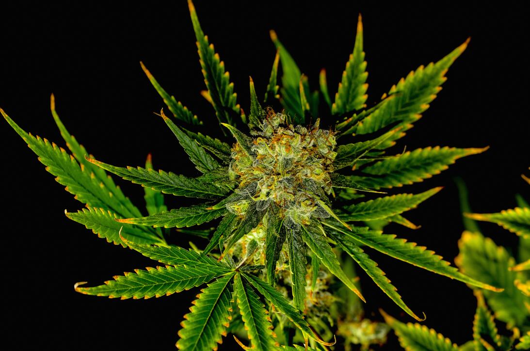 La sed del cannabis y 9 cosas que no sabías de esta hierba istock-640955...