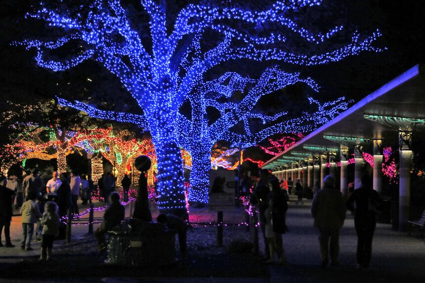 La magia de las luces de navidad en el zoológico de Houston