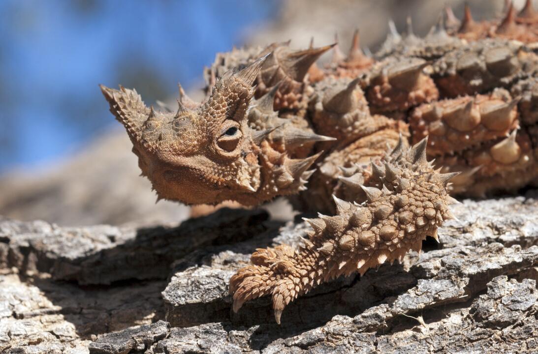 ¿Que los dragones no existen? Quizás quieras reconsiderarlo después de v...