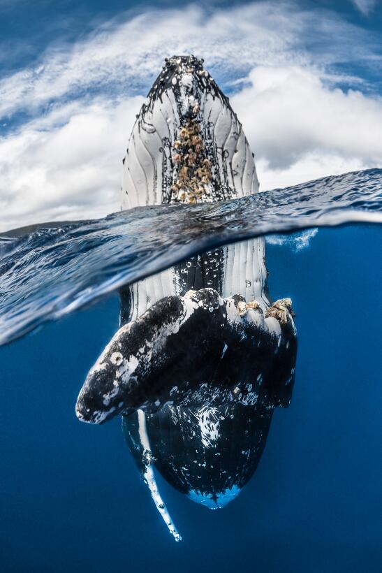 Los 12 paisajes acuáticos que ganaron el concurso mundial de fotografía...