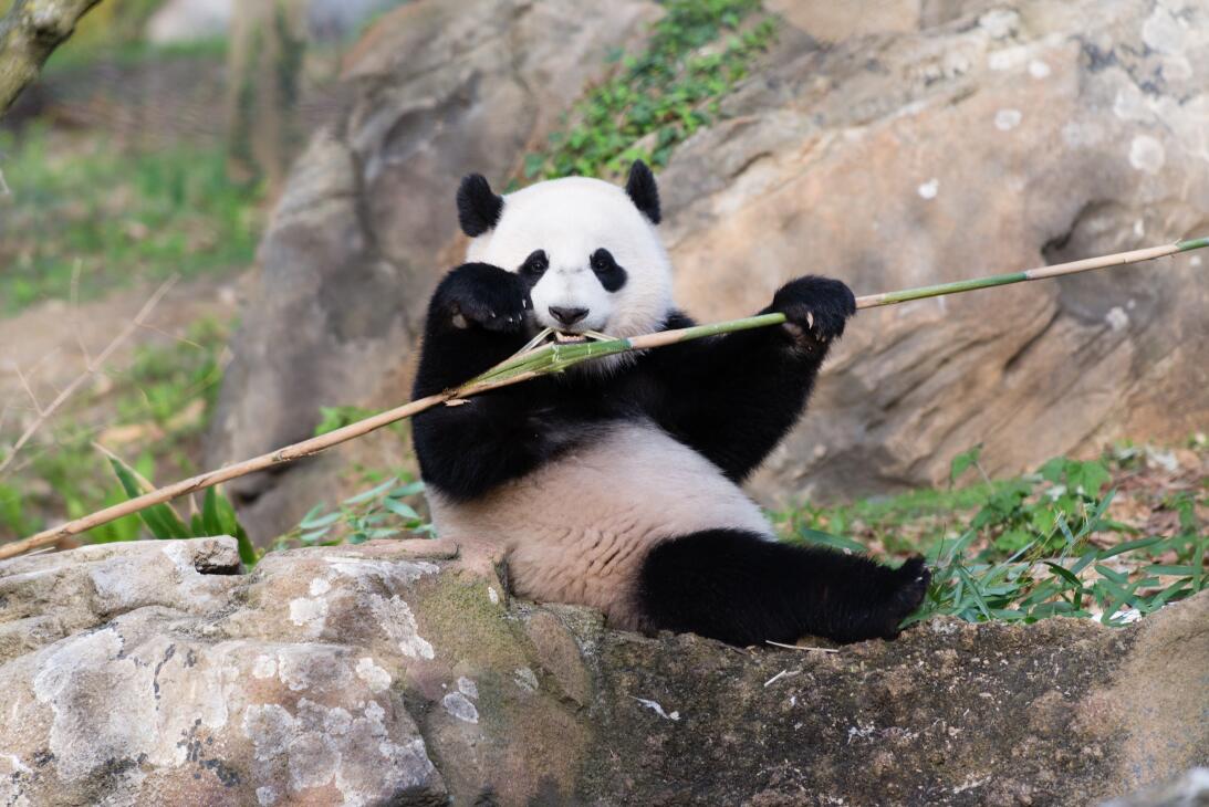 Bao Bao