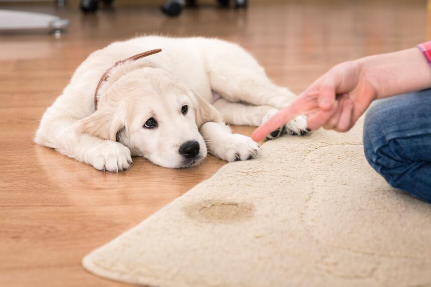¿Cómo hacer que mi perro haga pipí donde debe?