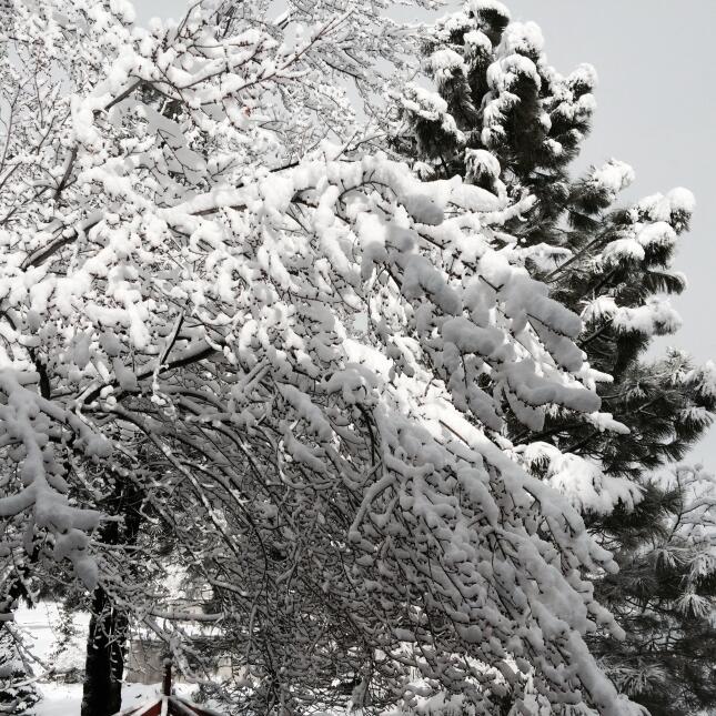 Segundo sistema trae tremenda nevada a Flagstaff