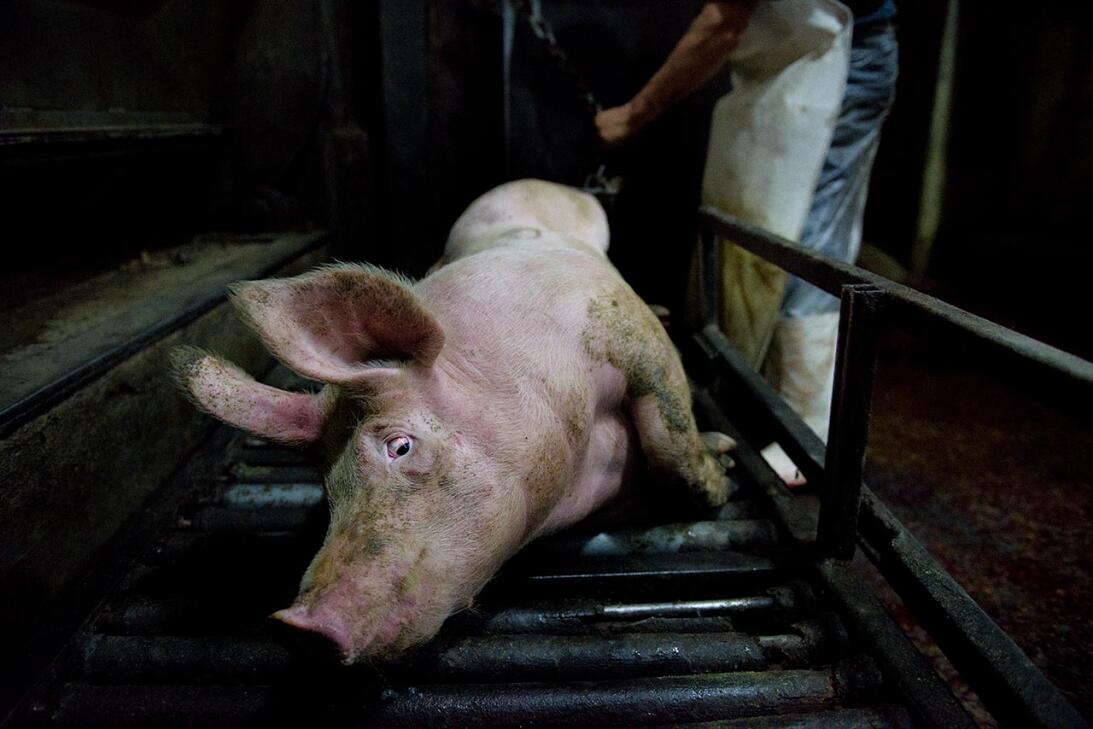 Retratos en los mataderos: la denuncia anónima sobre el maltrato animal...