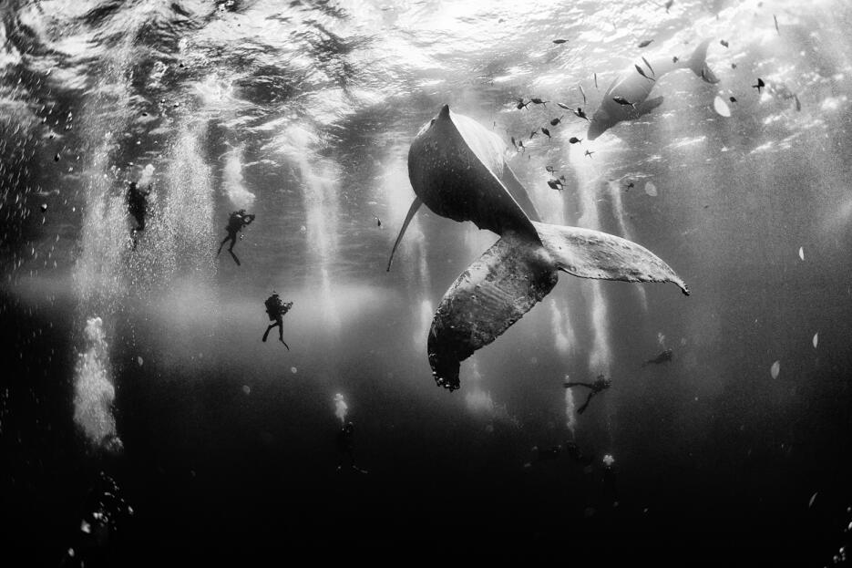 Fotografía tomada en Roca Partida, Revillagigedo, México. “Fue una fotog...