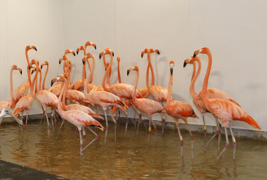 FOTOS: Guepardos, flamencos y pelícanos también se 'refugian' del huracá...